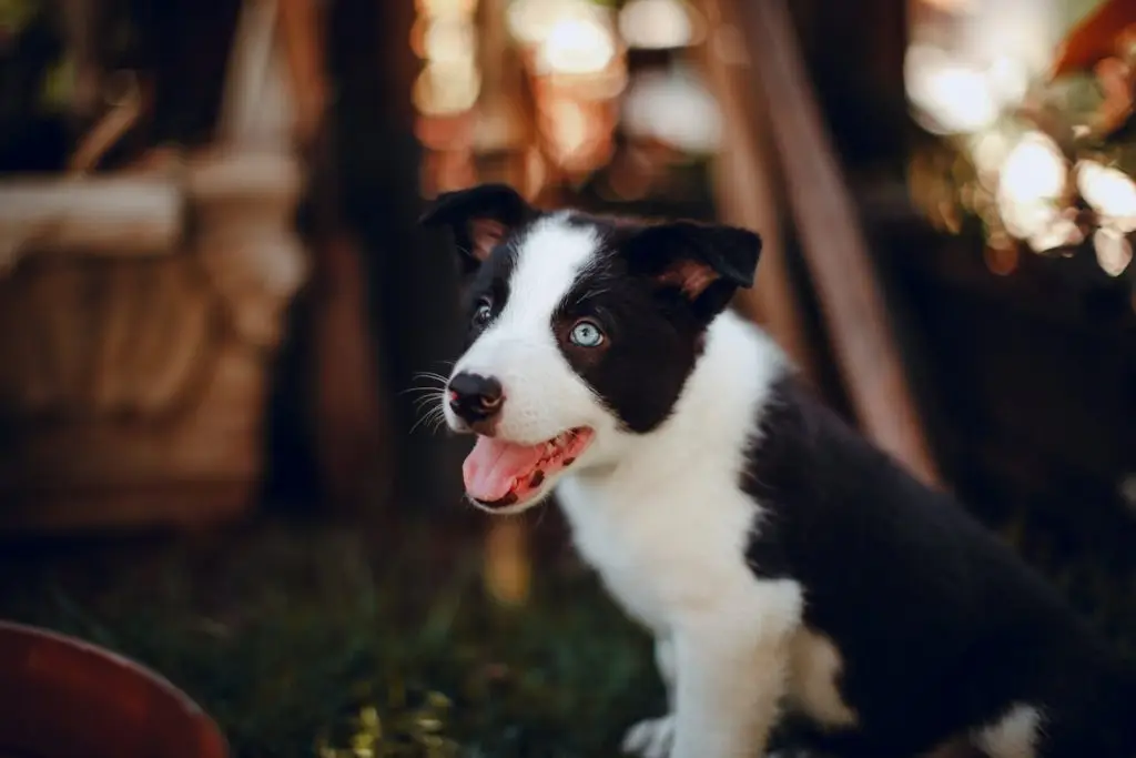 how often are lost dogs found
