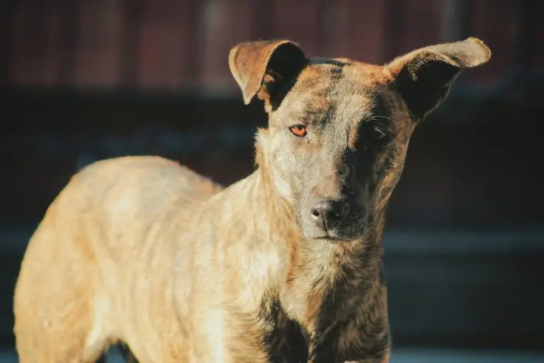 lost dog scams
