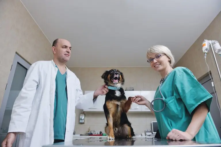 pet safety tips
