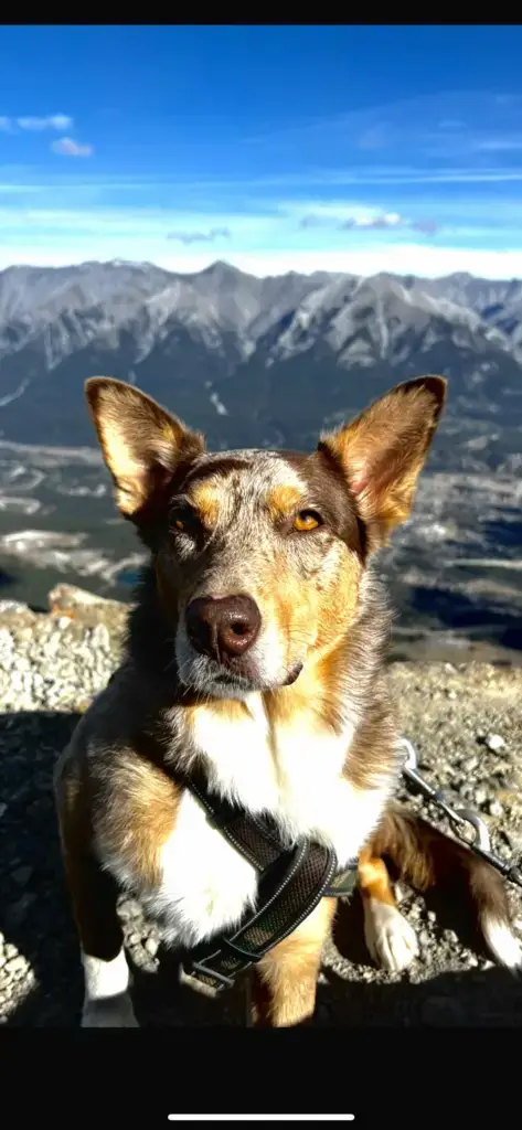 Lost Dog "Olive" in Kitchener, ON N2b2j5 1 unnamed 4