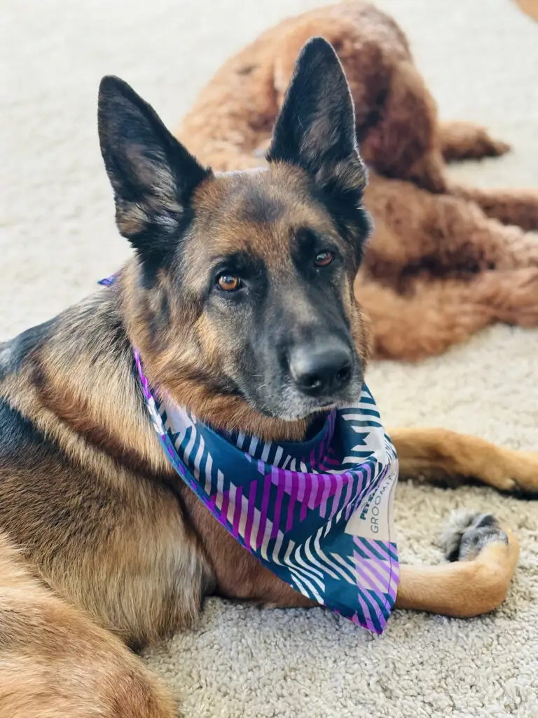 Lost Dog "Mina" in Waldorf, MD 20603 1 unnamed 72