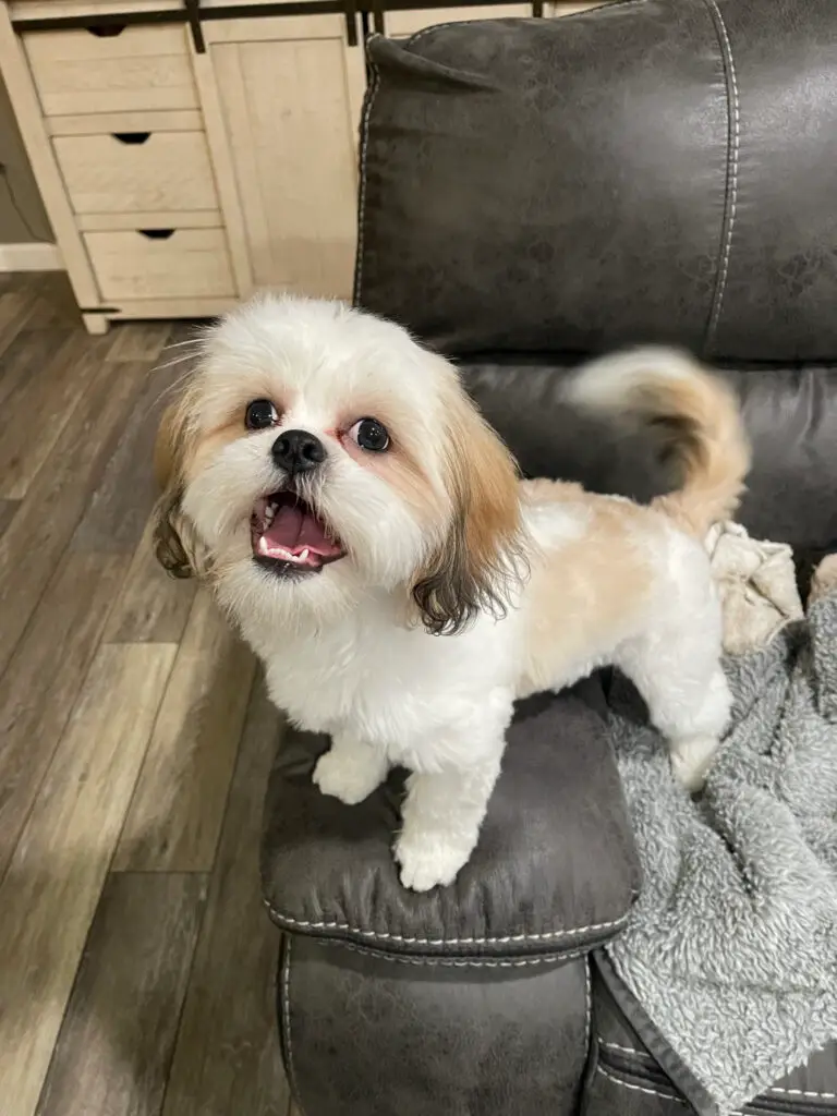 Lost Dog "Chloeigh" in Lakeside, CA 92040 1 unnamed 92