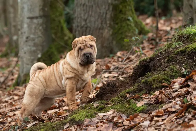 when to stop looking for a lost dog