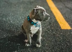 where do lost dogs go at night