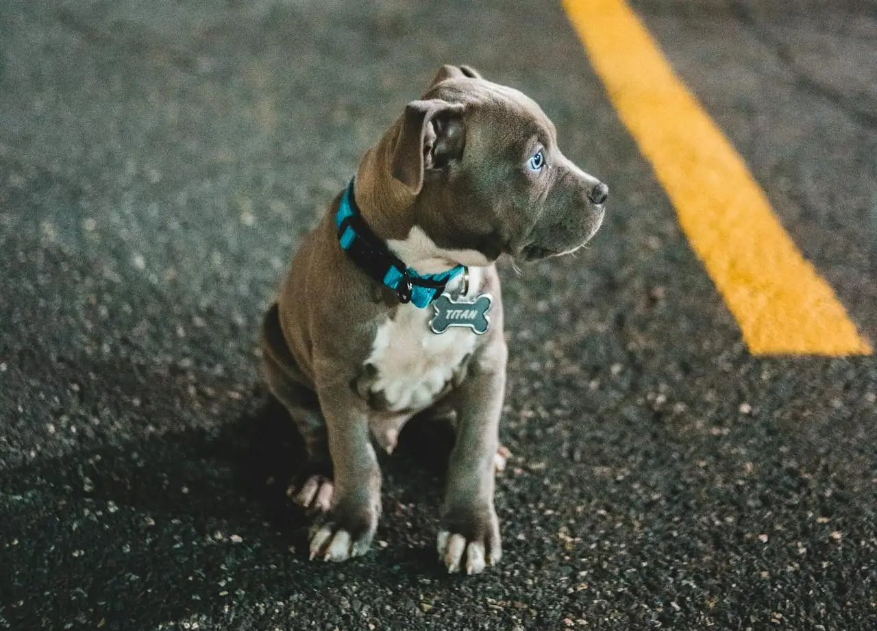 where do lost dogs go at night