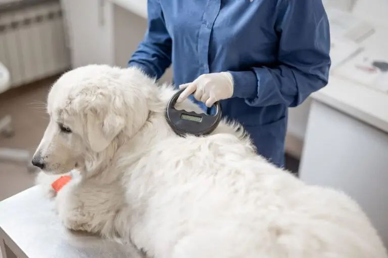 best place to register dog microchip