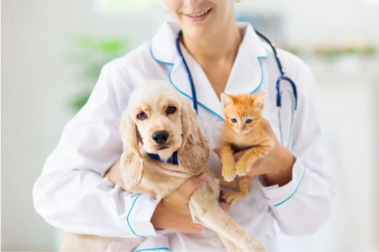 can a vet change microchip details