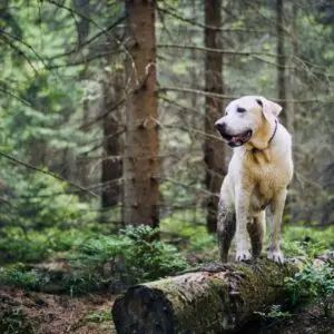 how to find a lost dog in the woods
