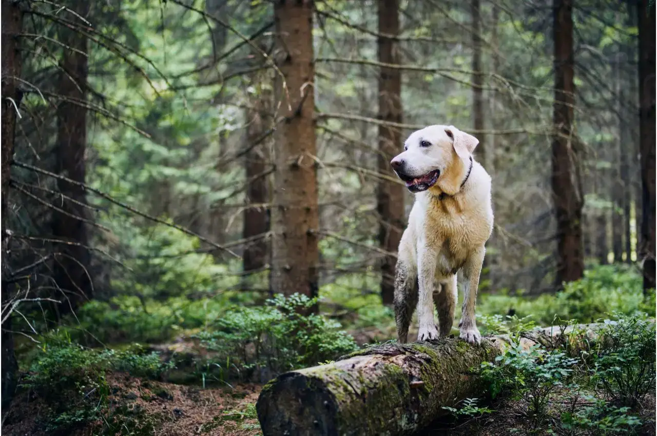 how to find a lost dog in the woods