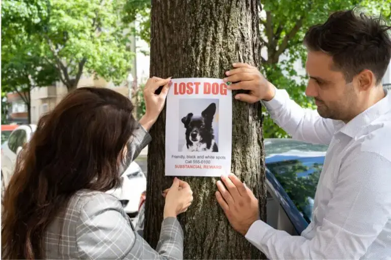 how to find a scared lost dog