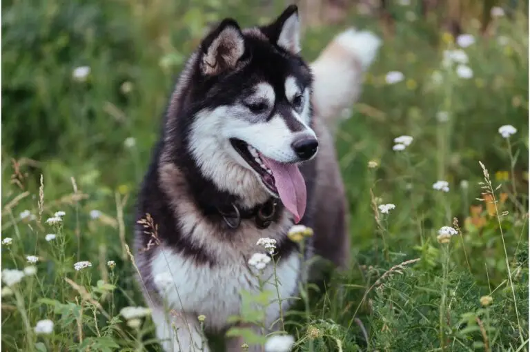 lost dog behaviour