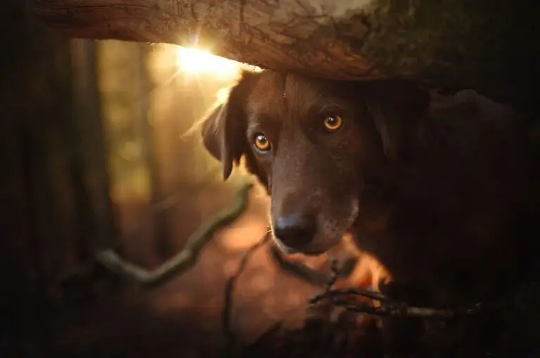 lost pet recovery