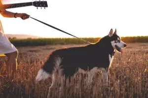 national microchipping month