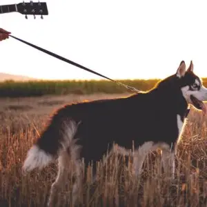 national microchipping month