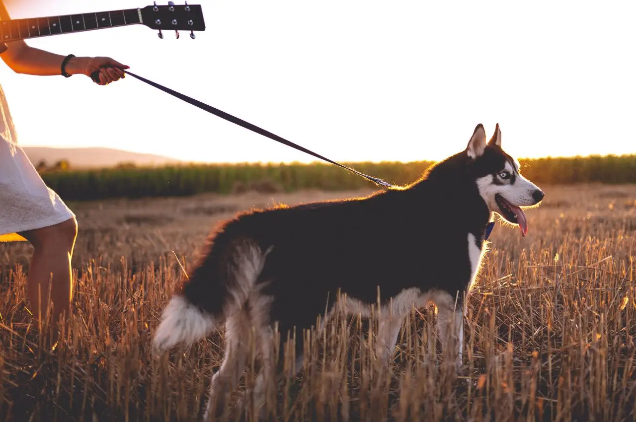 national microchipping month