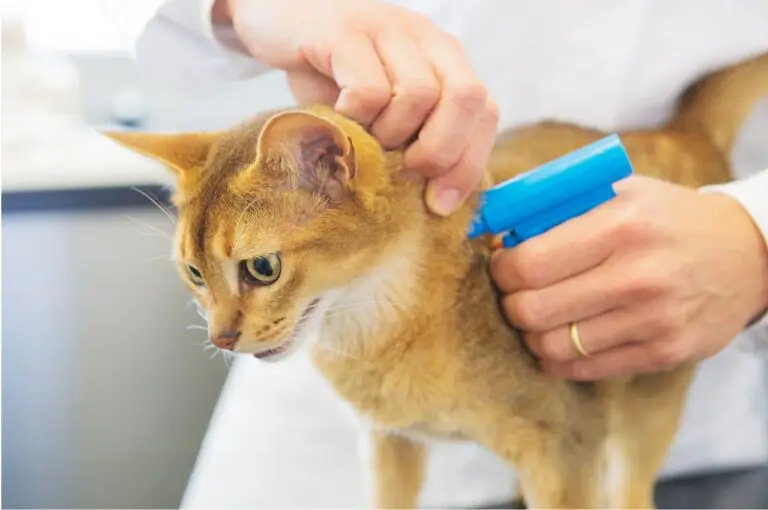 pet microchip not working