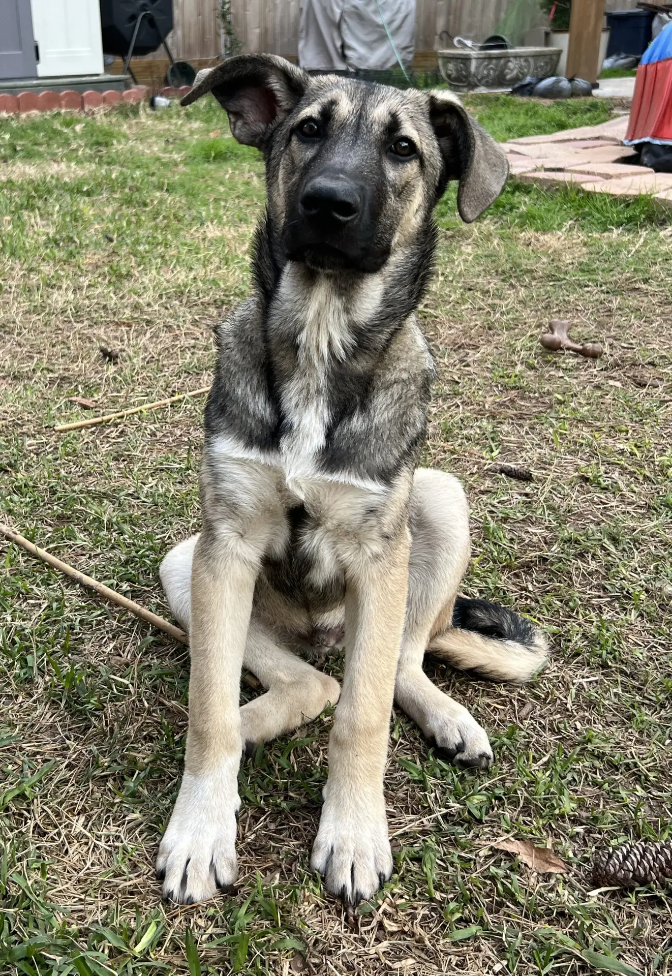 scrappy scaled