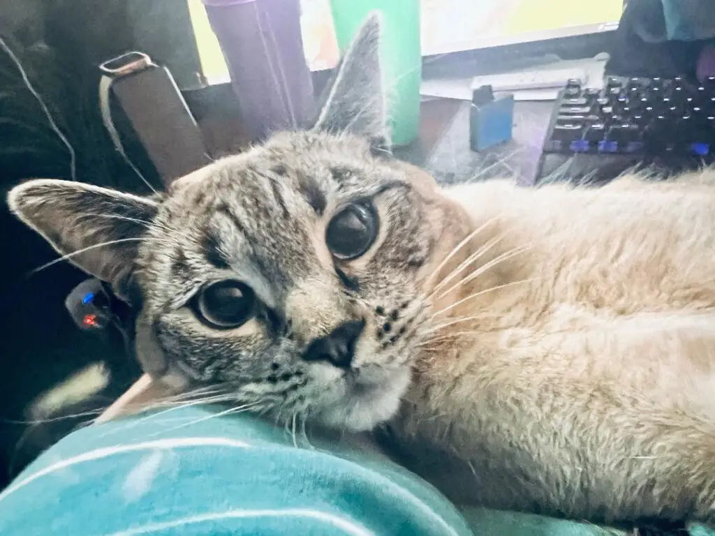 Lost Cat "Nebula" in Palmer, AK 99645 1 unnamed