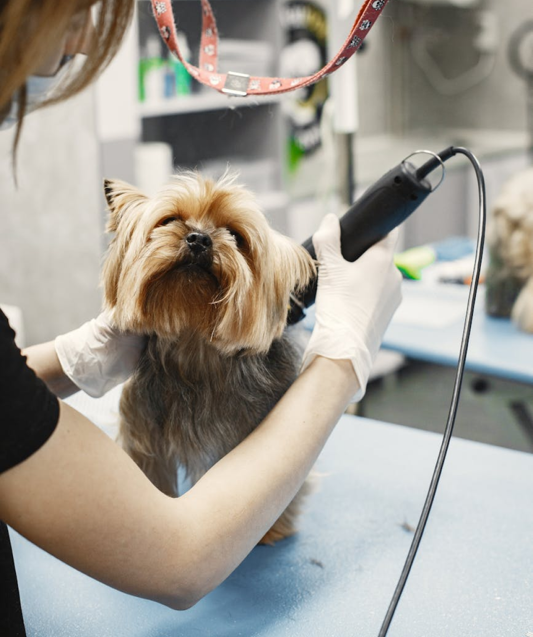 Top Pet Microchip Companies List Discover The Best