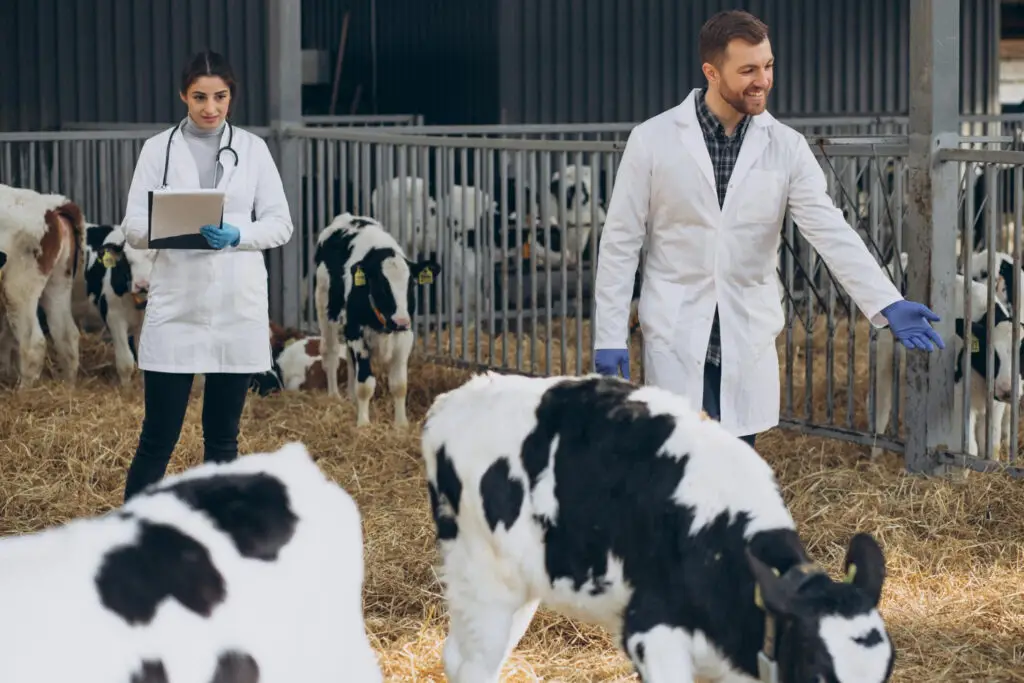 Keep Your Cows Cozy: Microchip Your Farm Friends! 1 Livestock microchipping