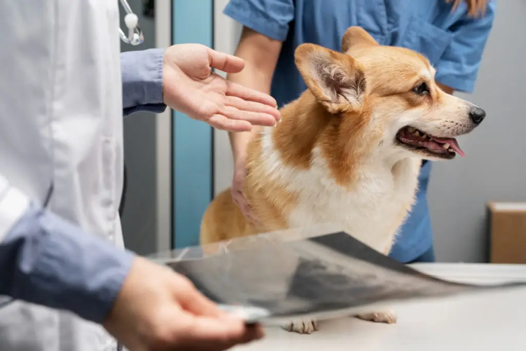 Allergies in Pets: Can Microchips Help Keep Them Safe? 1 Microchip migration and allergy concerns 1