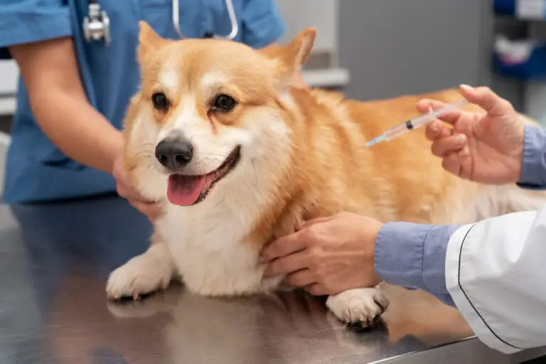 Microchipping and Pet Allergies