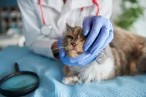 Microchipping for Adopted Pets