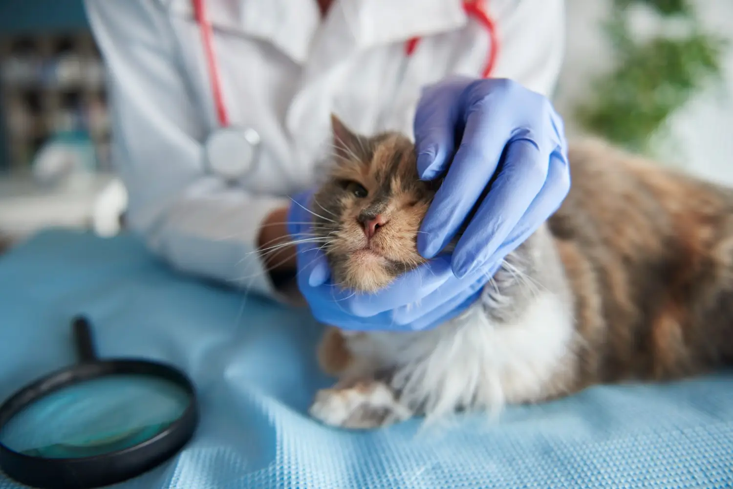 Microchipping for Adopted Pets