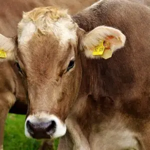 Microchipping for farm animals