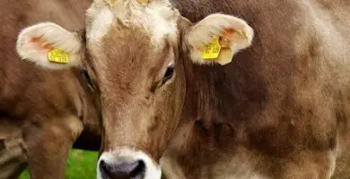 Microchipping for farm animals