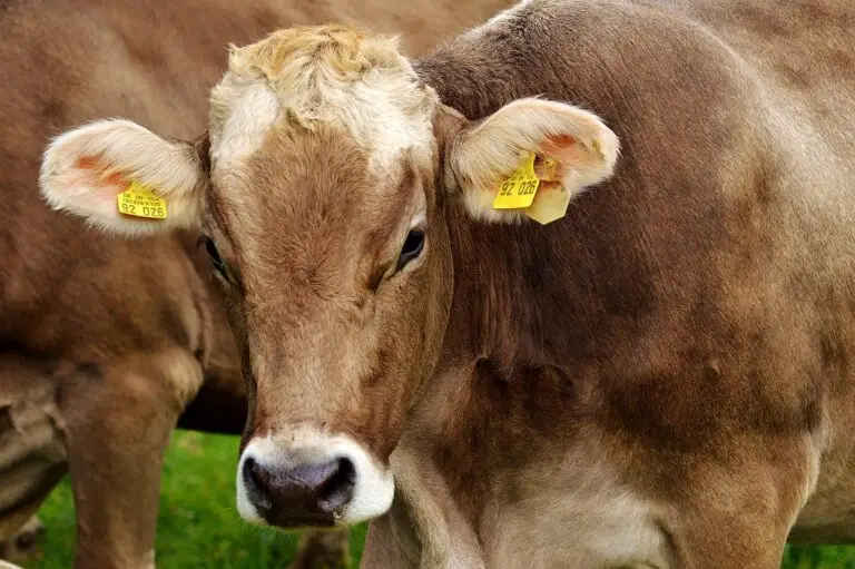 Microchipping for farm animals
