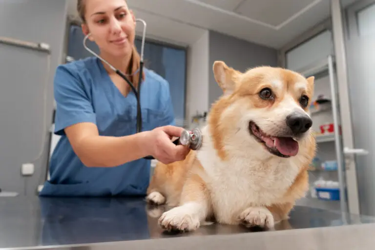 canine health record