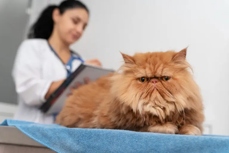 cat microchip cost