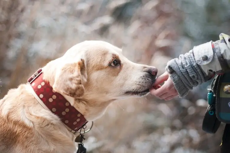 does pet insurance cover theft