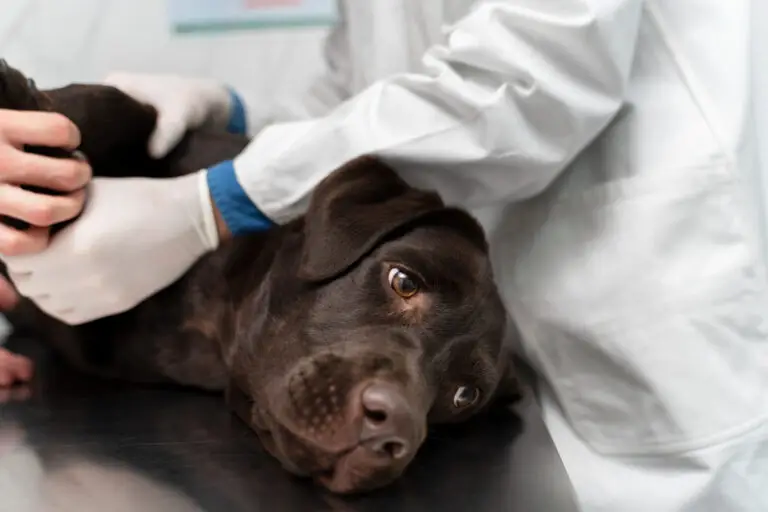 how are dogs microchipped