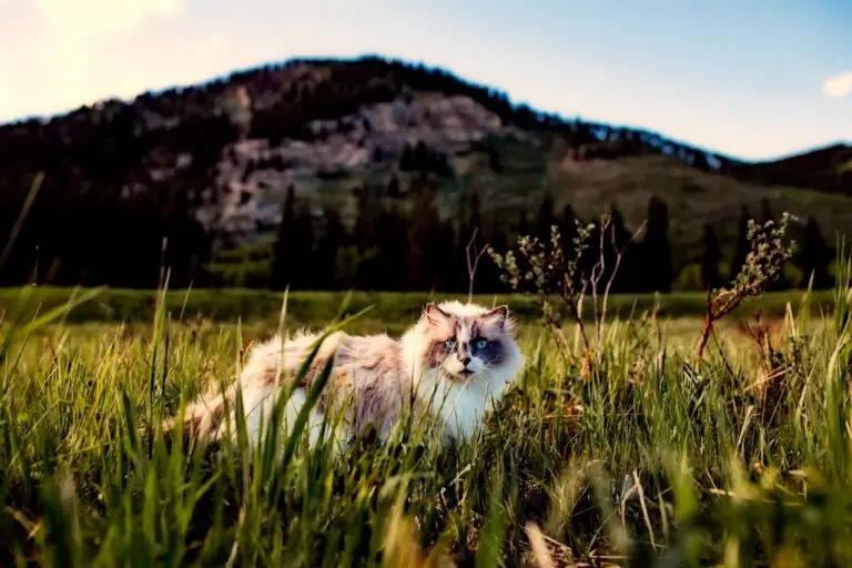 how far can a lost cat travel