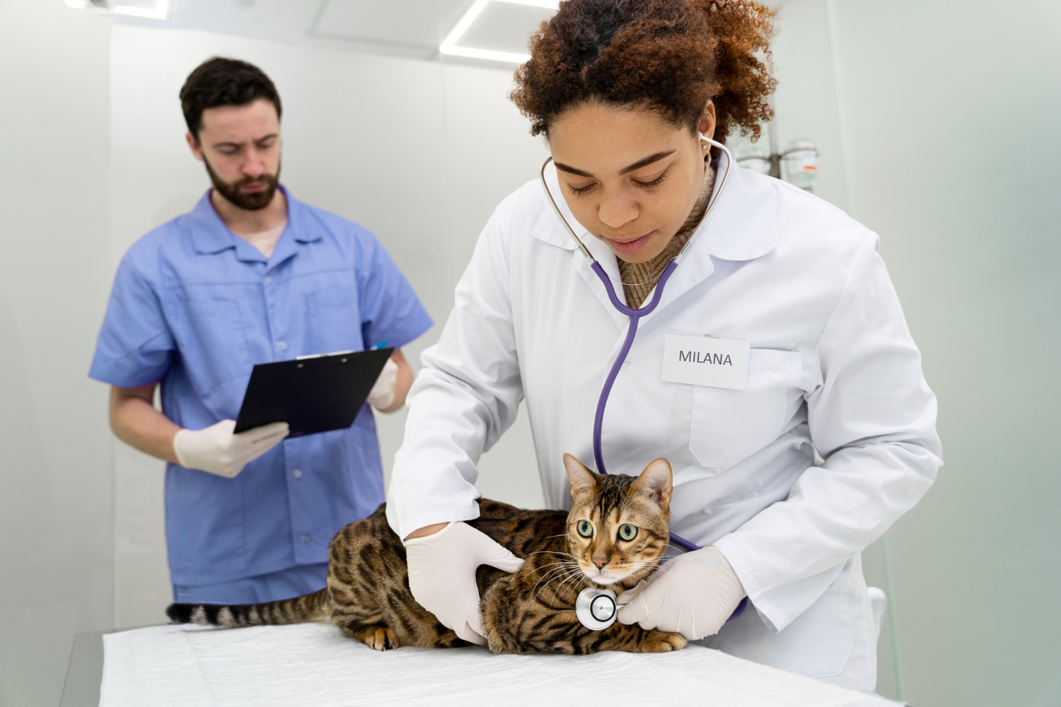 Cat Microchip Cost Budgeting for Whiskers' Safety!