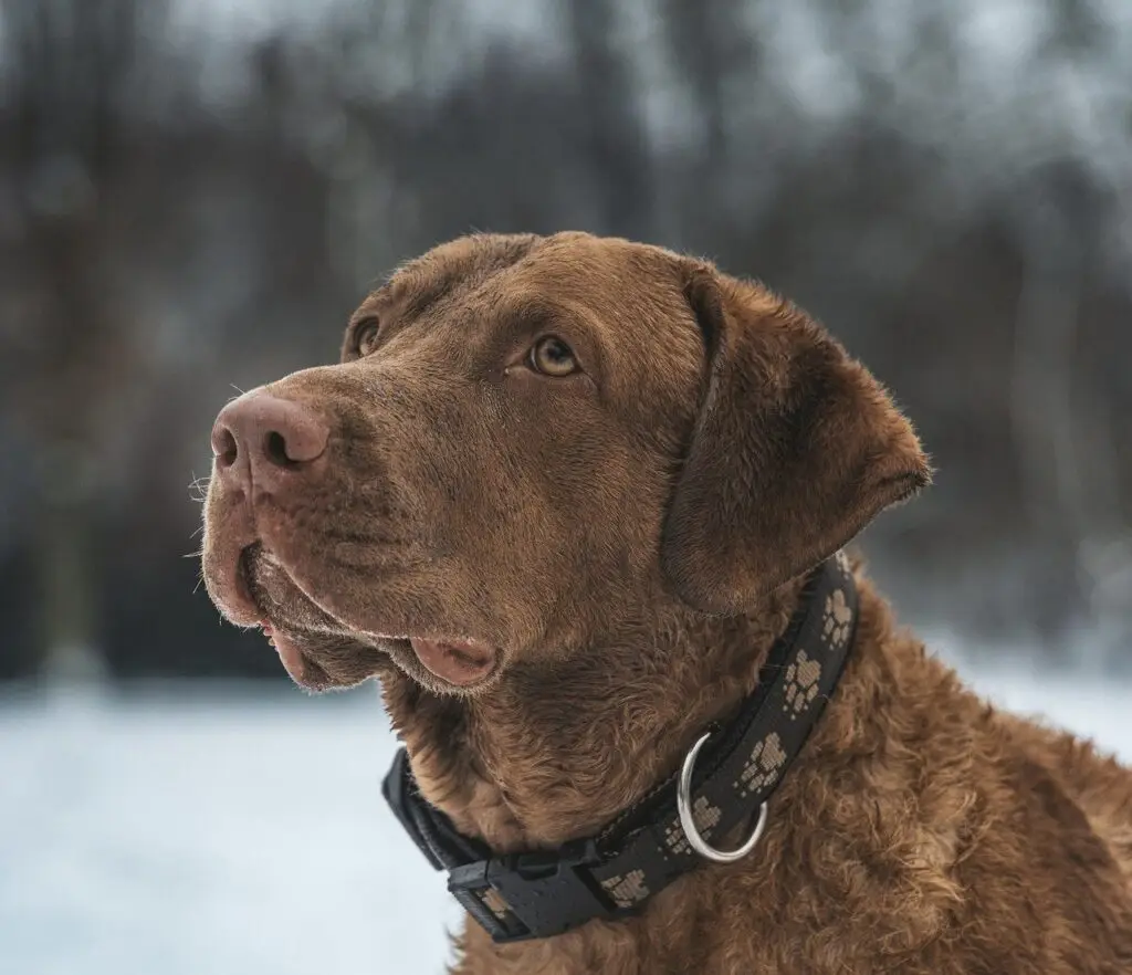 how to check if a dog is stolen