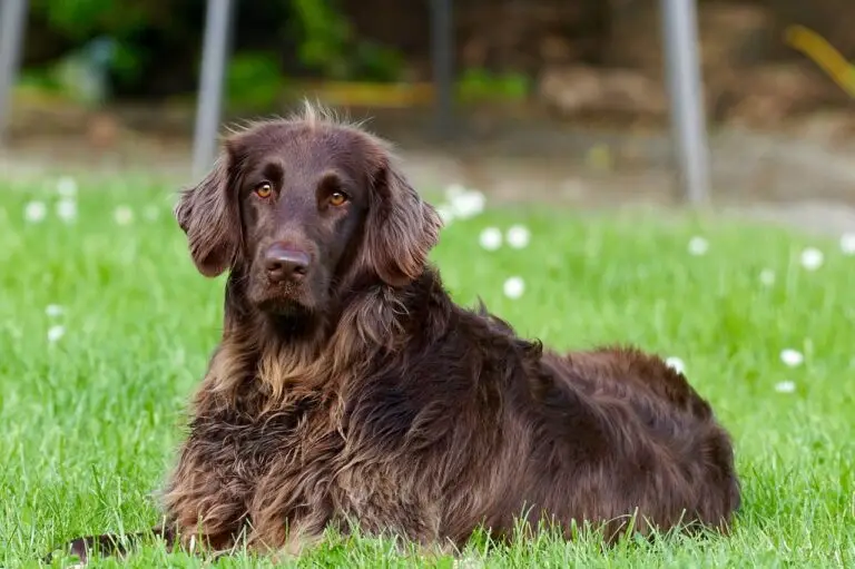 lost my dog vaccination records