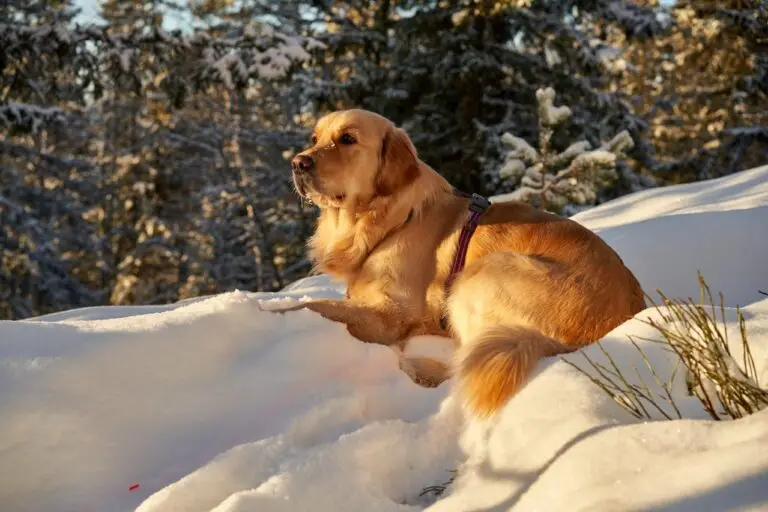 lost pet prevention