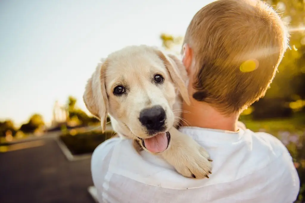 The Mystery Solvers: How Pet Detectives Find Lost Animals! 1 lost pet professionals