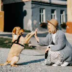 pet detectives