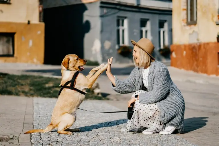 pet detectives