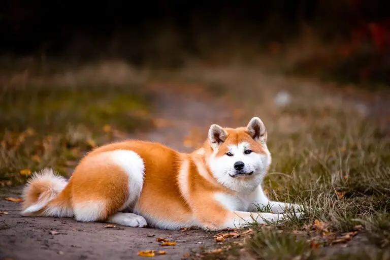 report stolen dog
