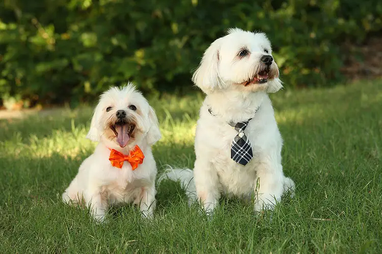 dogs 1613563 1280