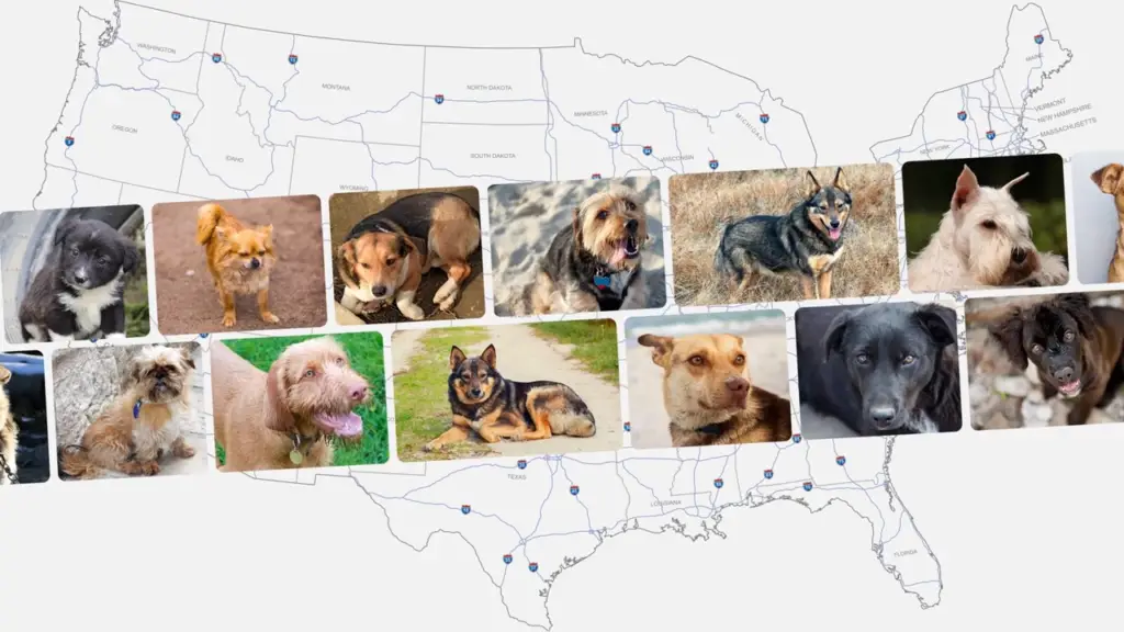 LA Times: Did your dog come from the puppy pipeline? 3 videoframe 7533