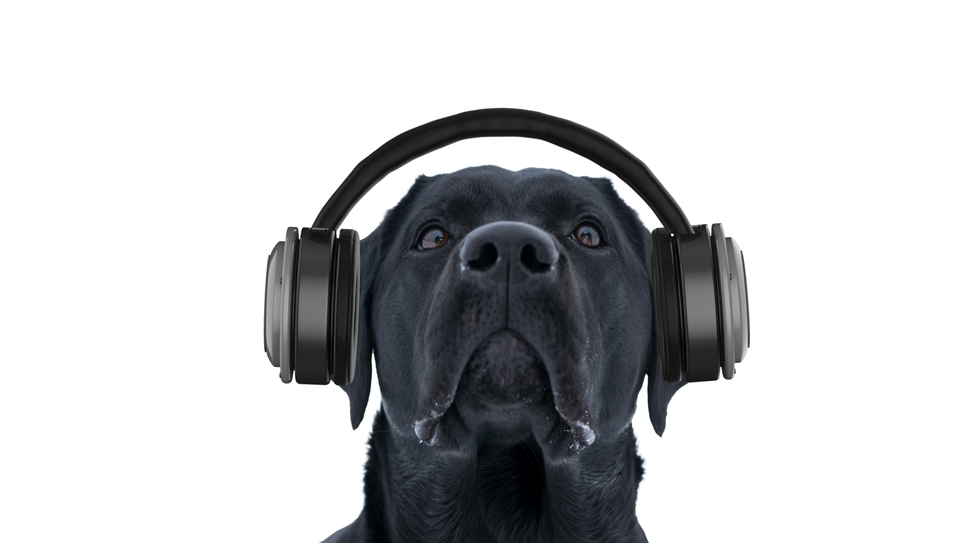 Peeva Media- cool dog with headphones.