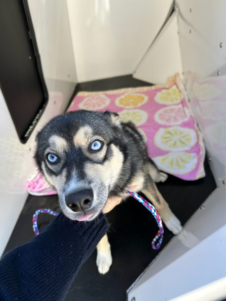 2026-EHTS-17-pomsky-dogjpg.jpg