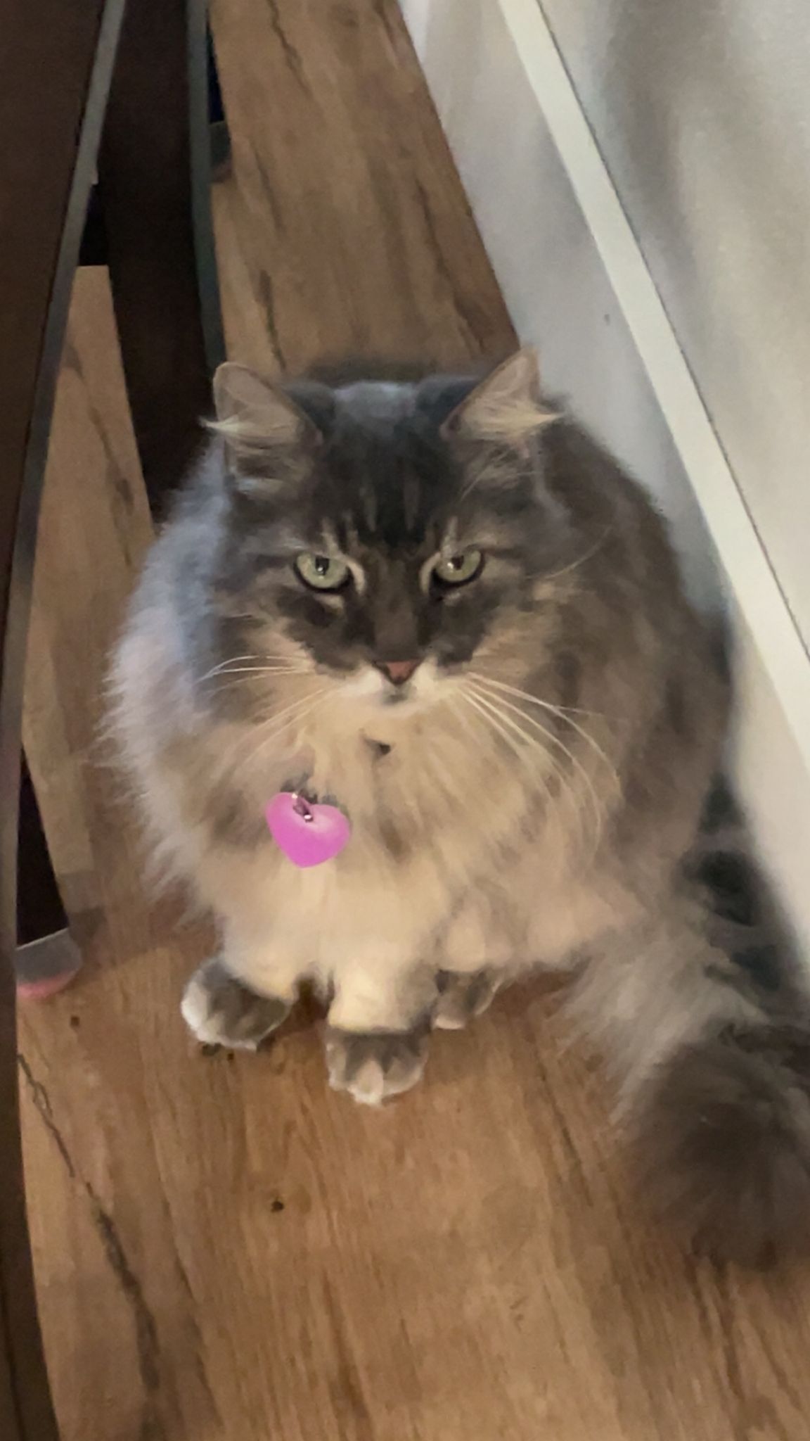 Kitty