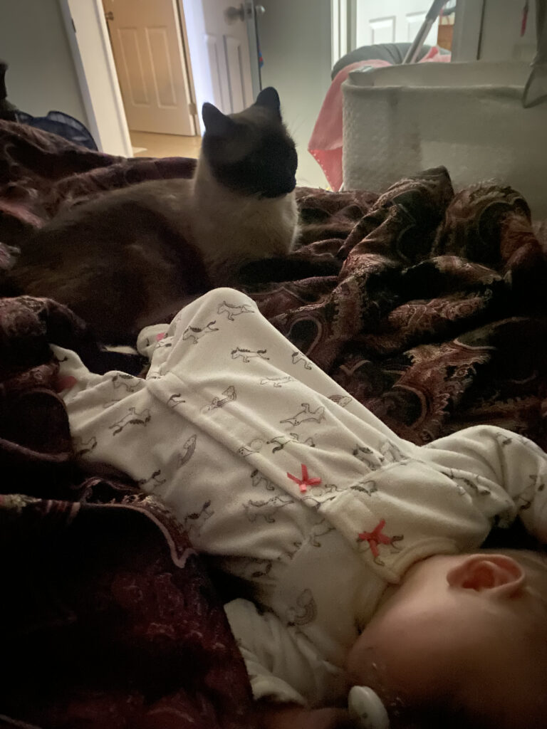 Missing cat Ming 3 65377734859__C85382E2-A98D-4B2E-B97A-B98527DC587A-1.jpeg